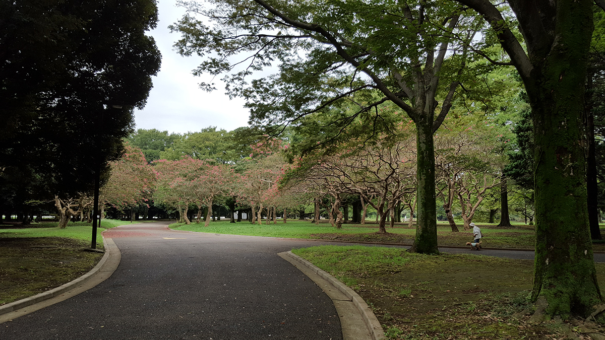 代々木公園