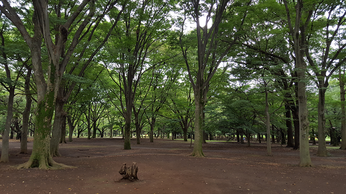 代々木公園